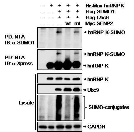 SENP2가 SUMO화된 hnRNP-K로부터 SUMO를 떼어내는 유리효소임을 확인