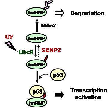 hnRNP-K의 SUMO화가 p53의 전사 활성을 촉진시킬 수 있음을 보여주는 모델