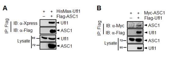 ASC1과 Ufl E3 효소와의 interaction을 세포내에서 확인