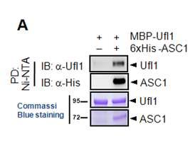 ASC1과 Ufl E3 효소와의 interaction을 in vitro에서 확인