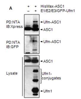 ASC-1이 Ufm1의 표적단백질임을 확인