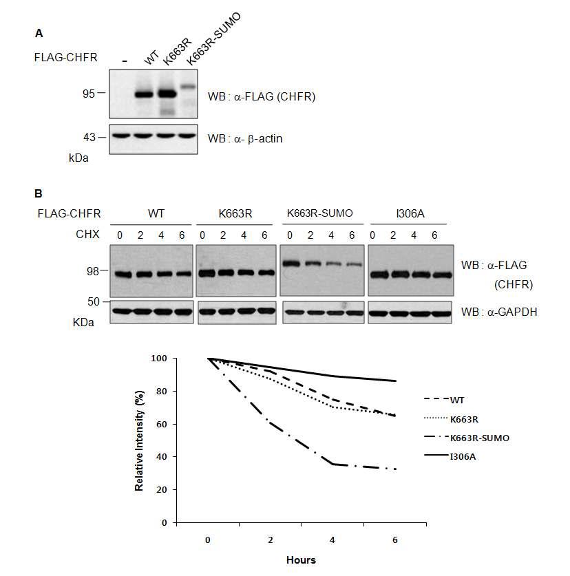 Sumoylation에 따른 Chfr 단백질의 안정성 변화