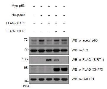 Chfr에 의한 SIRT1 단백질 수준 감소와 SIRT1 기능 억제 확인