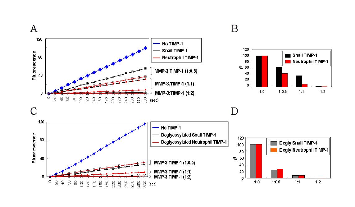 Neutrophil TIMP-1 및 Snail TIMP-1의 MMP 저해능 분석