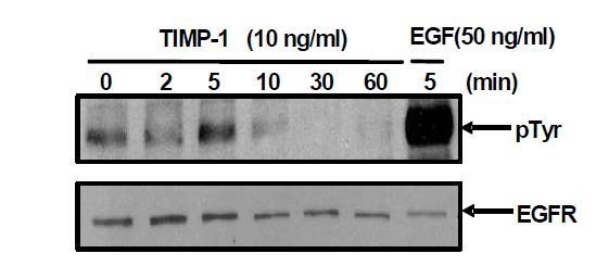 유방암 세포주 T-47D에서 TIMP-1에 의한 EGFR의 인산화 분석