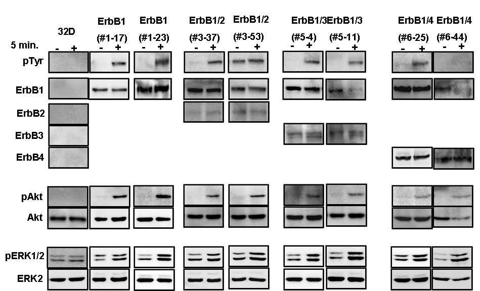 ErbB family member들이 homodimer 또는 heterodimer로 발현되어있는 32D 세포주에서 TIMP-1 유도 ErbB, Akt, ERK1/2의 인산화 분석