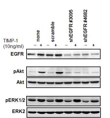 EGFR이 knock-down된 T-47D 세포에서 TIMP-1 유도 Akt 및 ERK1/2의 인산화분석