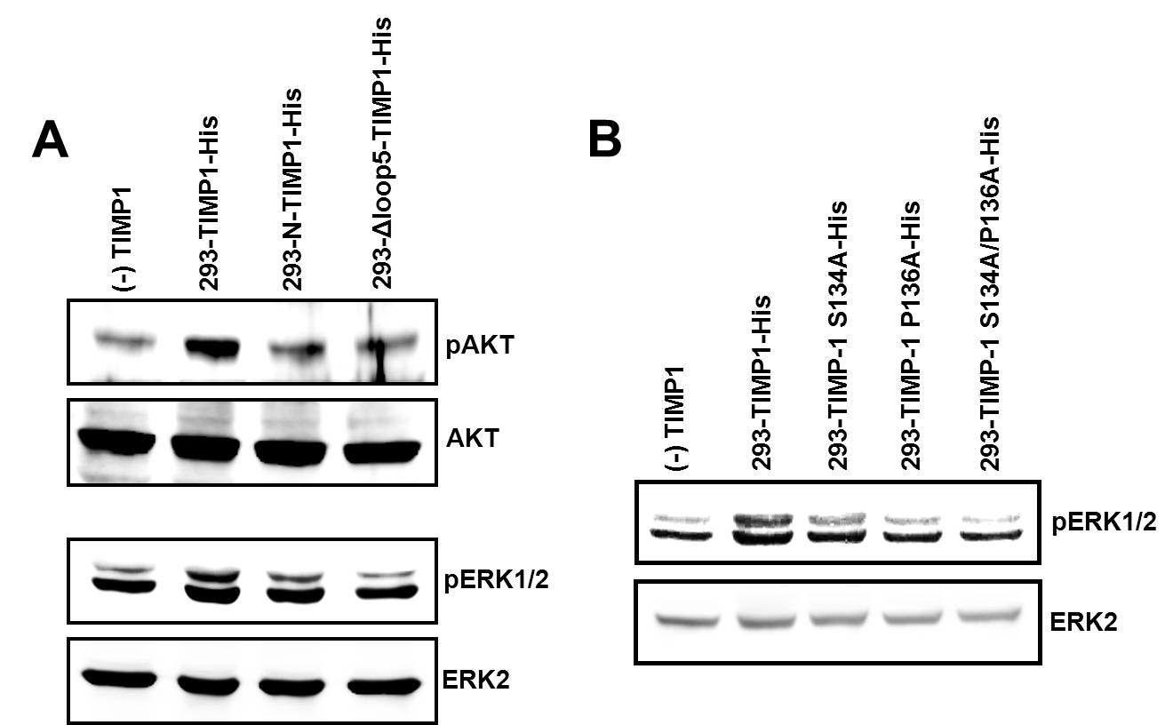 유방암 세포주에서 TIMP-1 돌연변이체들에 의한 Akt, ERK1/2의 인산화 분석