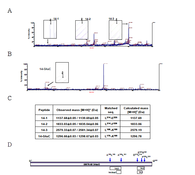 MMP-14에 의해 잘린 apoA-I 절편의 C-terminal end isotope labeling, 다른 효소에 의한 추가 절단, 그리고 MALDI-TOF MS 분석을이용하여 apoA-I의 절단 부위 결정
