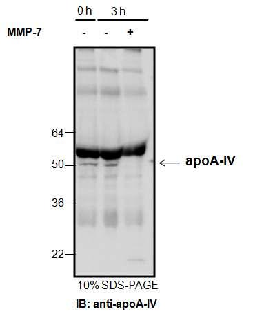 혈장을 MMP-7으로 반응한 후 western blot으로 apoA-IV의 절단 확인