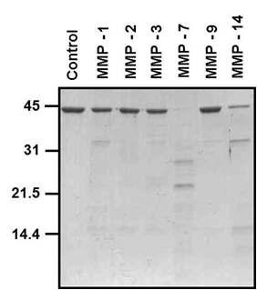 In vitro에서 MMP들에 의한 apoA-IV 분해의 선택성 분석