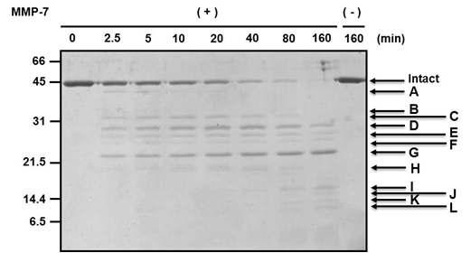 In vitro에서 MMP-7에 의한 apoA-IV의 절단 분석