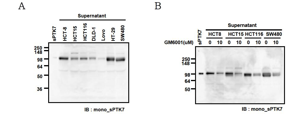 대장암 세포주에서 세포막 통과 단백질 PTK7의 분해 및 MMP 의존성 분석