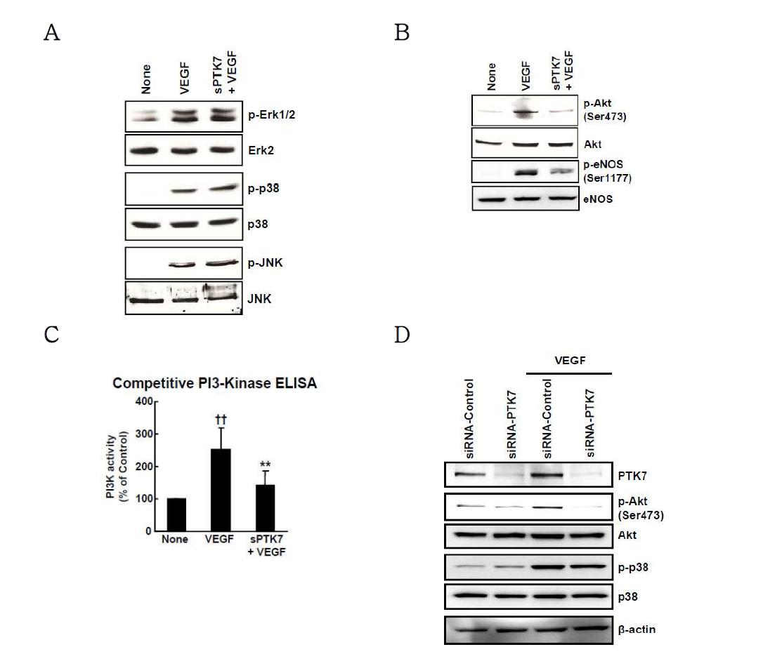 PTK7 기능저해제에 의한 세포 이동 관련 신호전달 단백질들의 활성화 분석