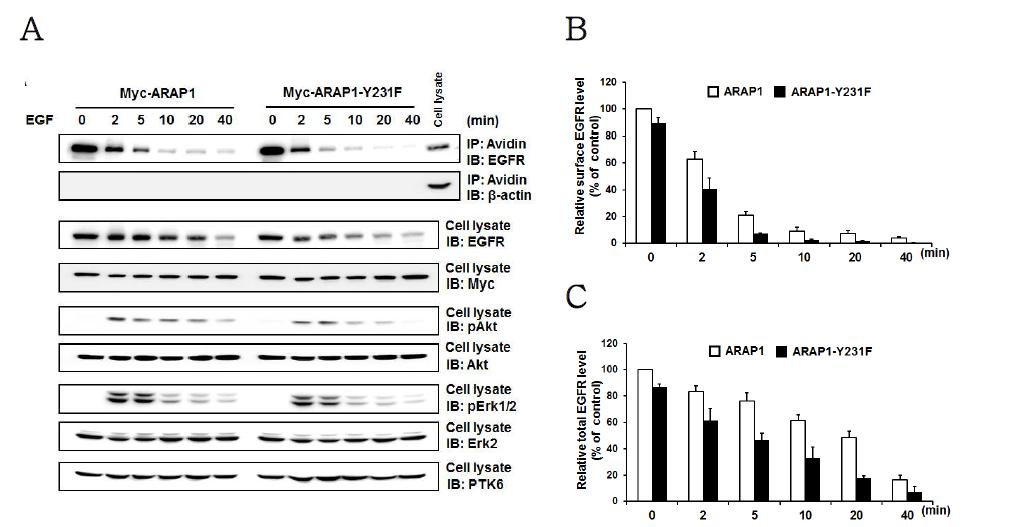 PTK6가 ARAP1 인산화를 통하여 EGFR level와 하류 신호전달 과정에 미치는 영향.