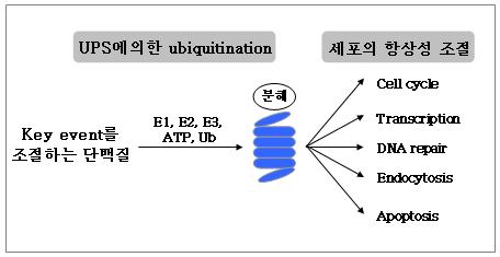 Ub/proteasome의 다양한 기능