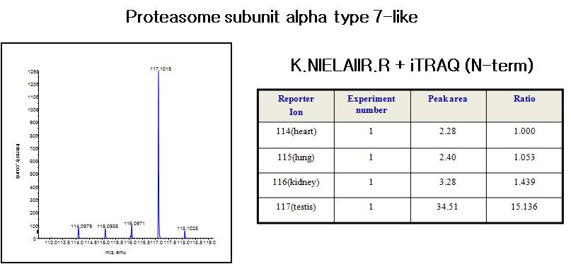 Testis specific Proteasome subunit인 Alpha 7-like을 상대정량을 통한 동정.