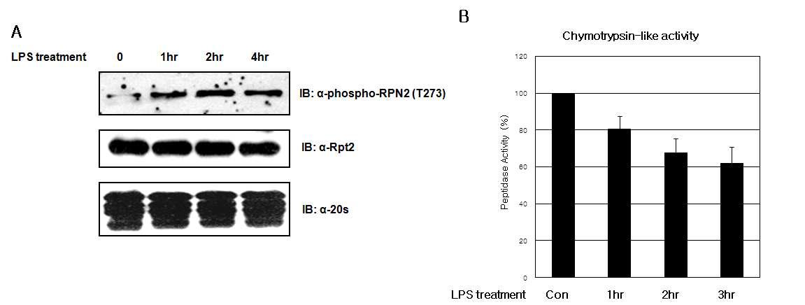 LPS injection에 의한 Proteasome의 인산화 증가 및 활성도 감소 측정.