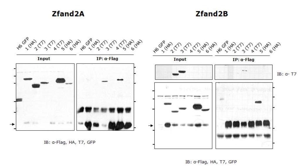 ZFAND2A & ZFAND2B와 프로테아좀 subunit과의 Co-IP