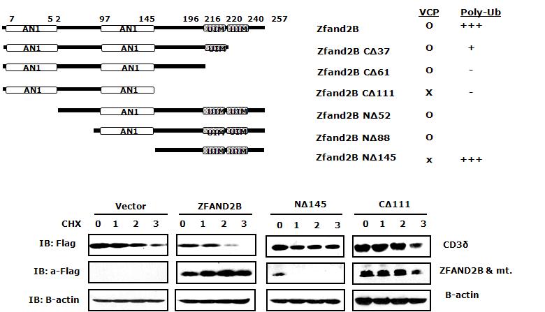 ZFAND2B domain mutant에 의한 CD3δ의 안정화