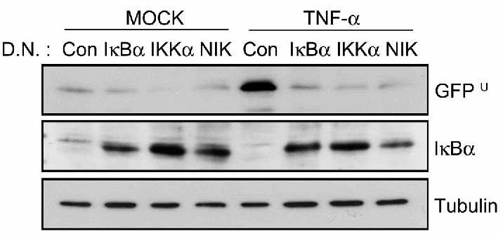 TNF-α downstream의 dominant negative mutant에 의한 GFPU 축적 회복