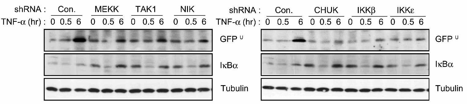 TNF-α downstream의 siRNA에 의한 GFPU 축적 회복