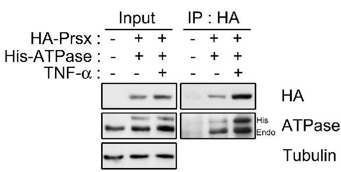 TNF-α에 의한 Prsx와 ATPase subunit과의 interaction 증가