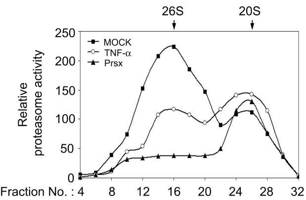 TNF-α와 Prsx에 의한 Proteasome의 26S 활성 저해