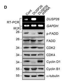 p-FADD와 cell cycle cyclin, cdk 조절