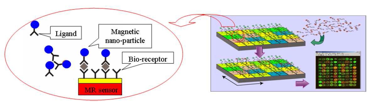 나노 자기 입자 바코드를 이용한 자기저항 바이오칩/센서 기본 원리