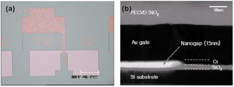 제작된 planar nanogap FET의 microscopy image와 SEM image