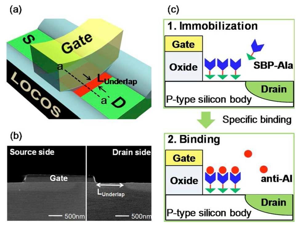 (a) underlap FET의 구조 및 (b) SEM image. (c) underlap FET의 바이오 물질 검출 과정