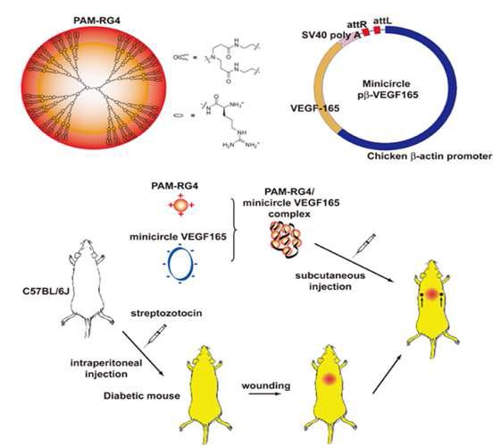 PAM-R G4와 minicircle plasmid VEGF165의 구조 및 두 물질을 이용한 유전자 치료 방법 모식도.