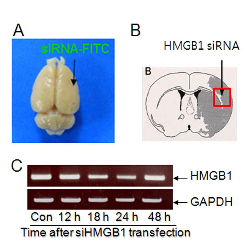 정상 뇌조직에서의 e-PAM-R의 siRNA 전달 효율을 HMGB1 siRNA를 통하여 조사하였음. 시간에 따른 차이를 비교 조사함.