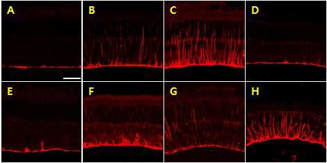 Confocal microphographs of the retinal sections of normal(A), 7 days(B), 28 days(C) and 56 days(D) after venous cauterization(EVC), and 1 day(E), 3 days(F), 7 days(G), and 14 days (H) after ischemia/reperfusion(IR), which were processed for anti-GFAP immunohistochemistry.
