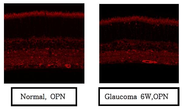 Micrographs of osteopontin(OPN) immunohistochemistry in the rat retina.