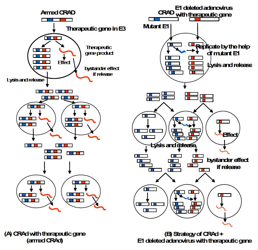 Concept of armed CRAd (A) and Transcomplementation (B)