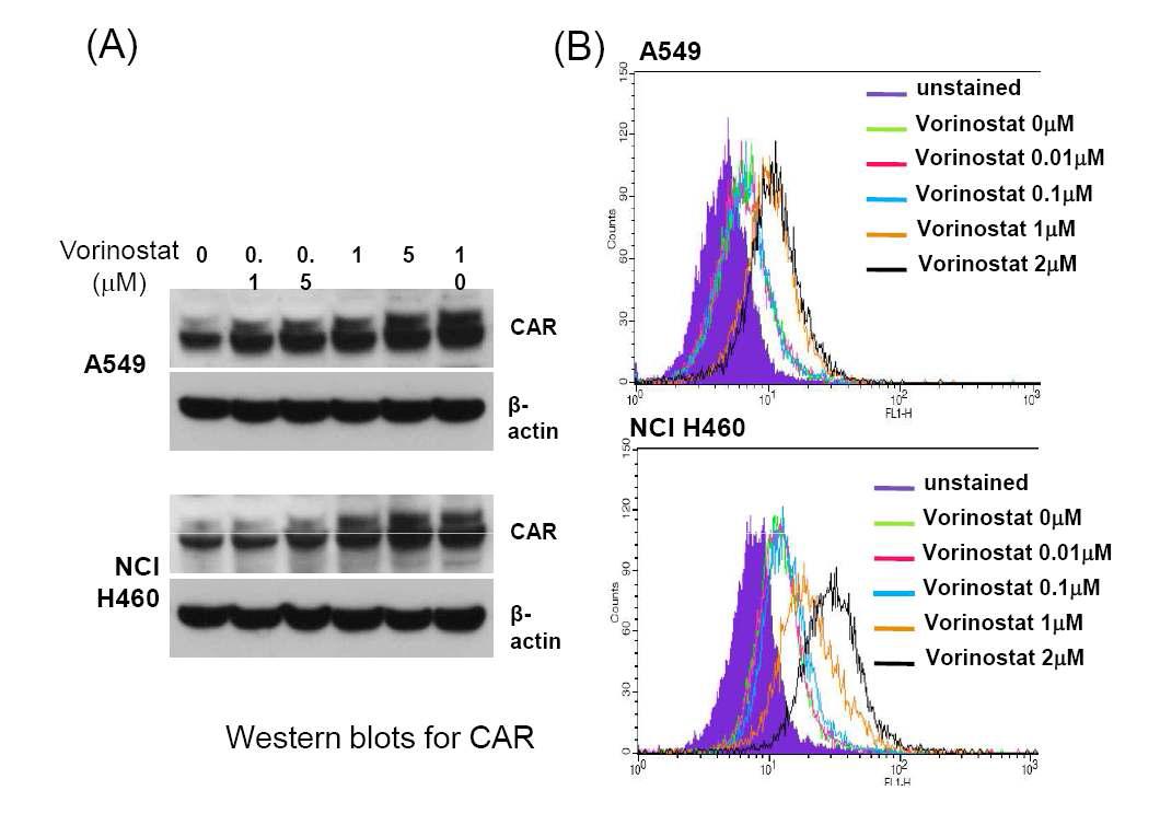 Change of CAR expression on lung cancer cells by addition of vorinostat.