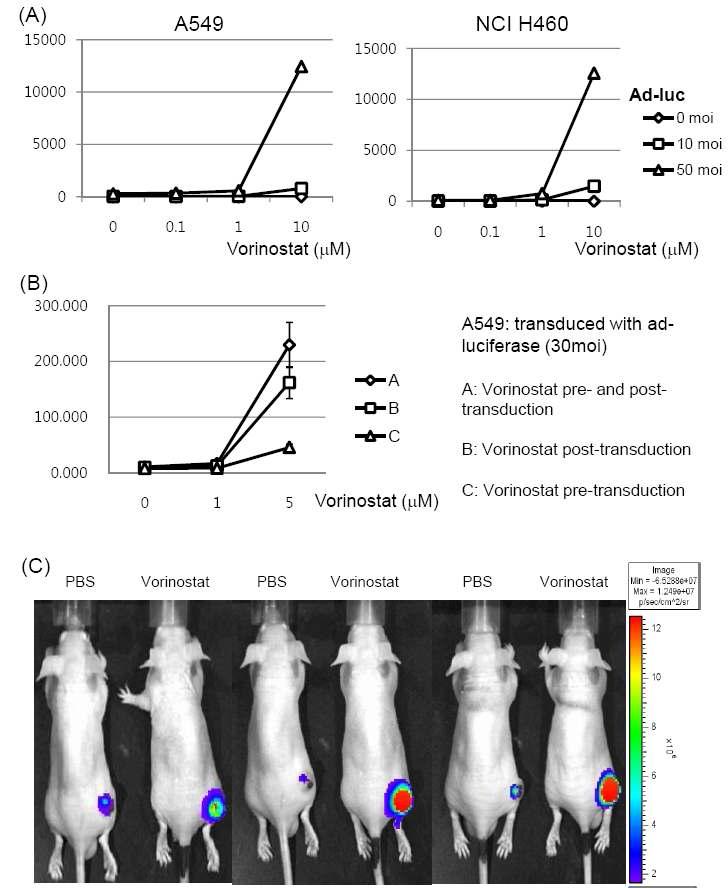 Vorinostat increased the expression of luciferase from ad-luc-transduced lung cancer cells.