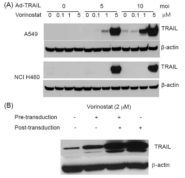 Effect of vorinostat on the expression of ad-TRAIL-transduced lung cancer cell lines.