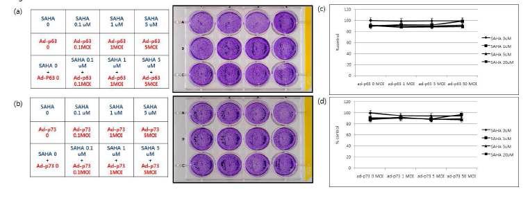 The combination treatment showed no cytotoxic effect on normal human fibroblasts.