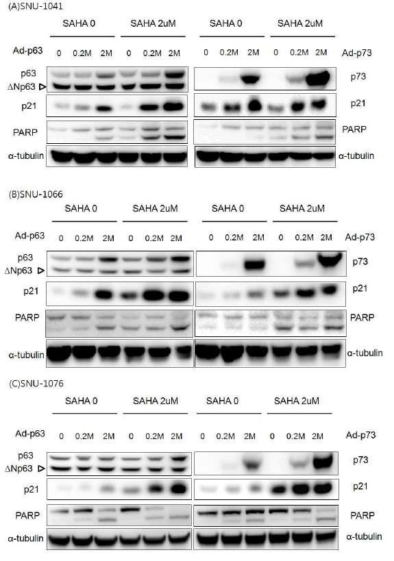 The expression of p63, p73, p21and cleaved PARP was detected by Western Blot.