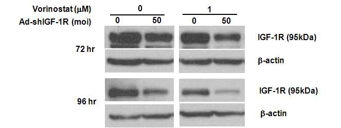 Enhanced suppression of IGF-1R by combination of ad-shIGF1R and vorinostat.