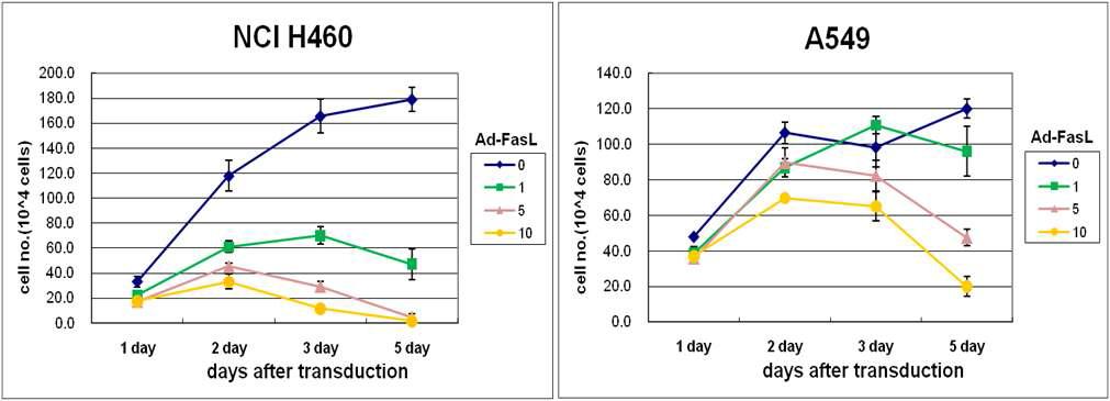 Strong cytotoxicity of ad-FasL in human lung cancer cell lines (NCI H460 and A549)