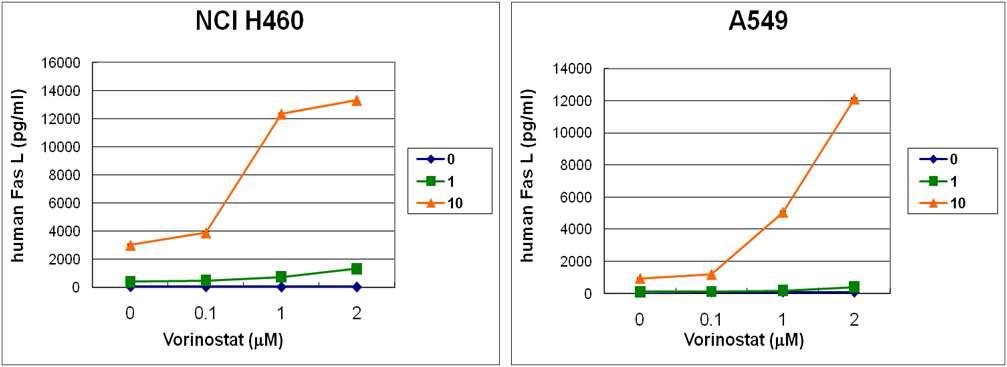 Addition of vorinostat increased the production of FasL from adenovirus-FasL transduced lung cancer cell lines (moi).