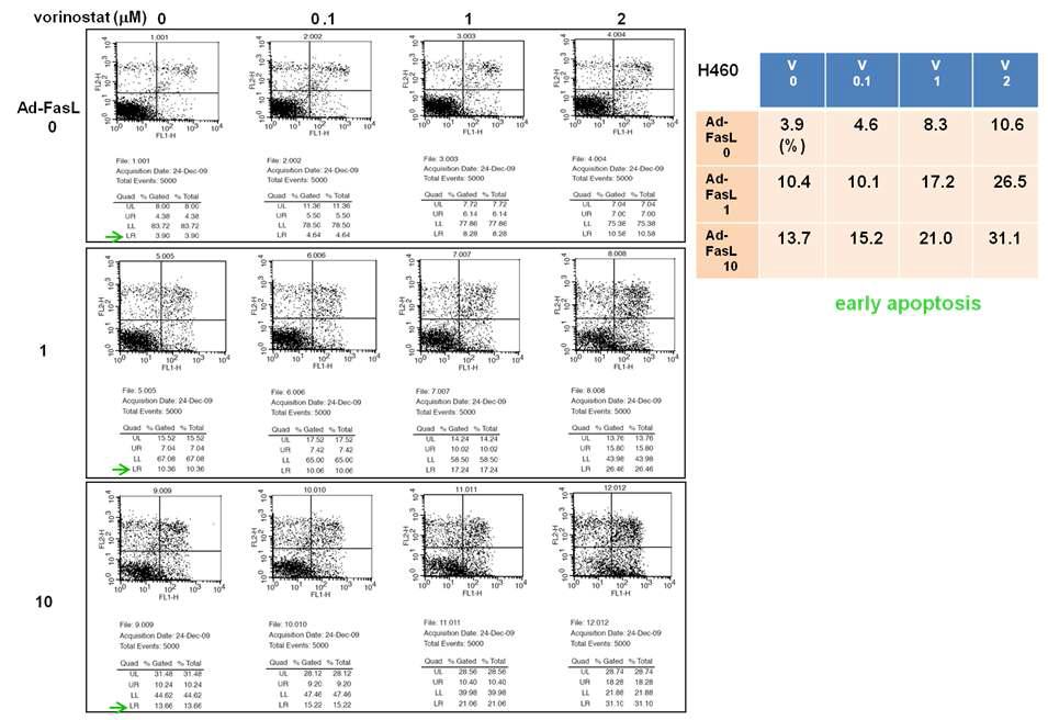 Increased apoptosis after cotreatment of ad-FasL and vorinostat