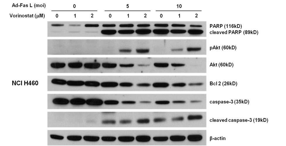 Apoptosis-related protein expression after cotreatment with ad-FasL and vorinostat in NCI H460