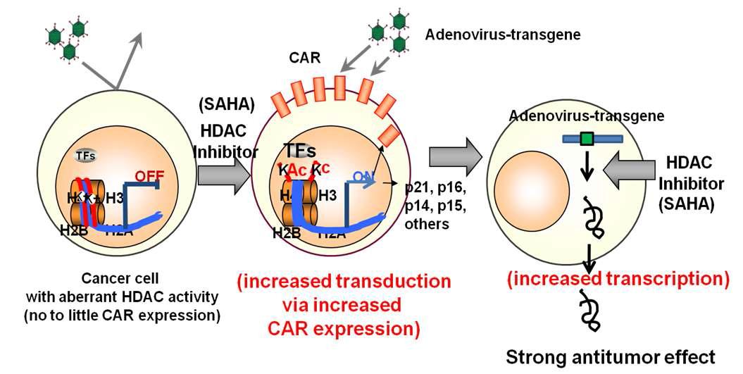 Vorinostat increased the transduction efficiency of adenovirus by increasing transduction via increased CAR and by enhancing transcription of adenoviral transgene (Dual effects of HDAC inhibitor).