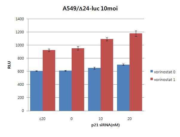 Suppression of p21 by siRNA increased the expression of luciferase from cells treated with ∆24-luc and vorinostat