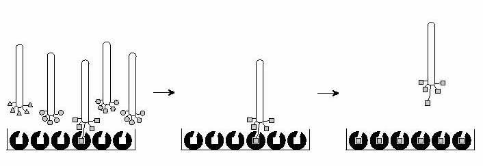 Biopanning 방법의 도식화: Binding-W ashing-Repeat